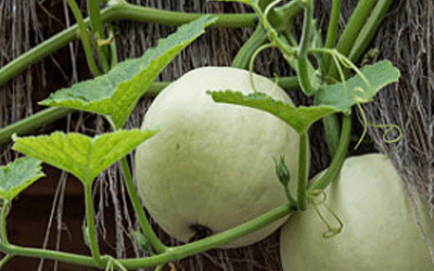 金得利熟食店(江川路店)
